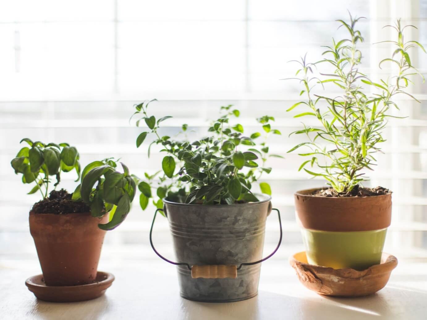 Image of three indoor potted plants