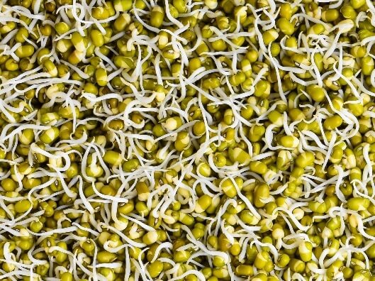 A close-up image of sprouted mung beans