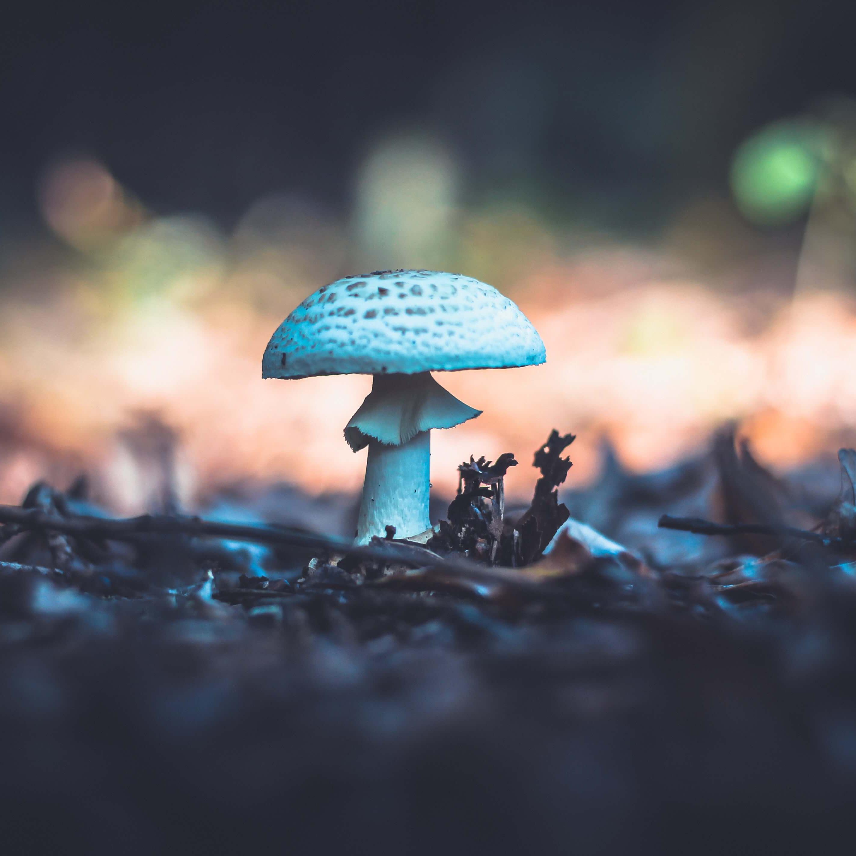 Image of a lone white mushroom on a forest floor