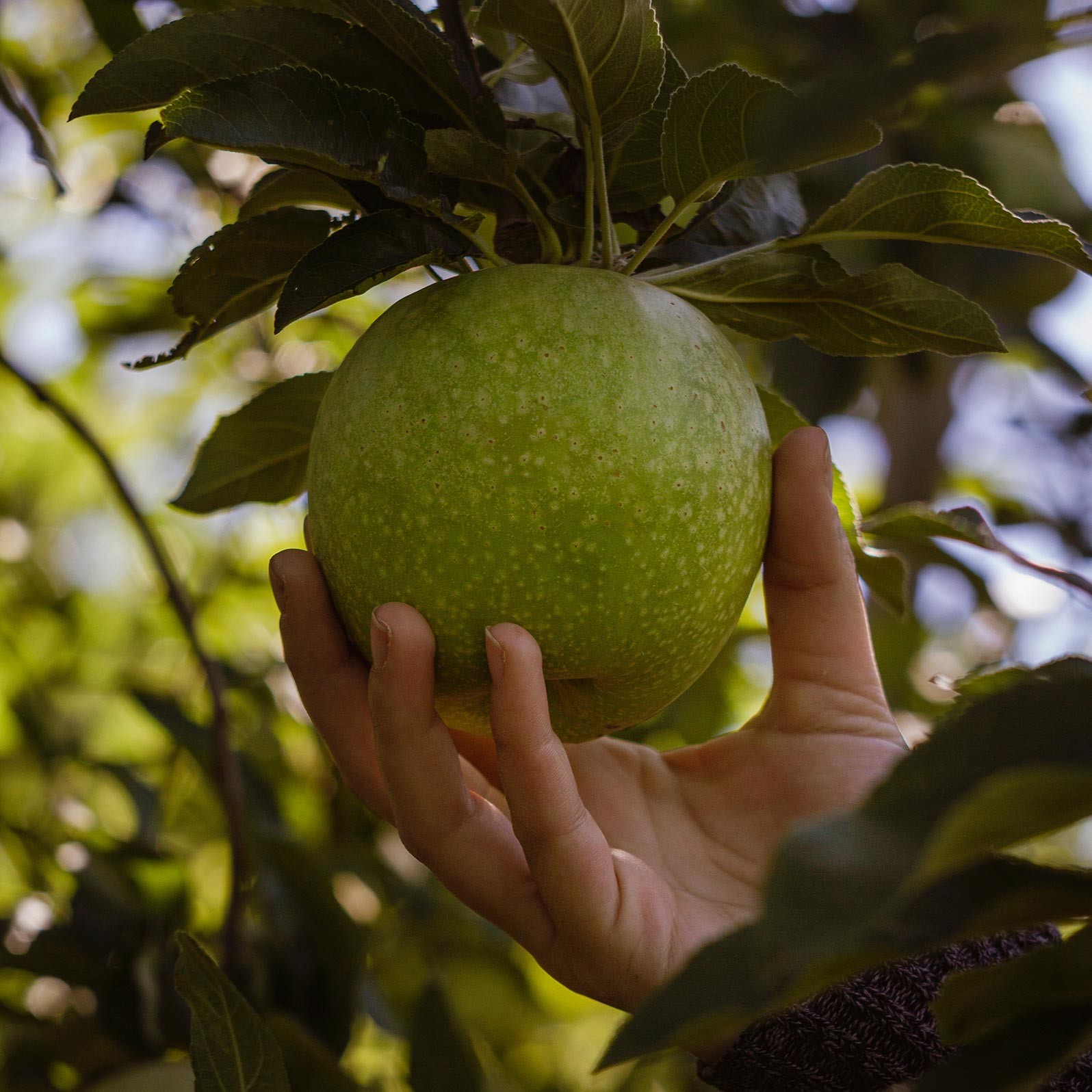 Image of a hand picking a green apple from a tree