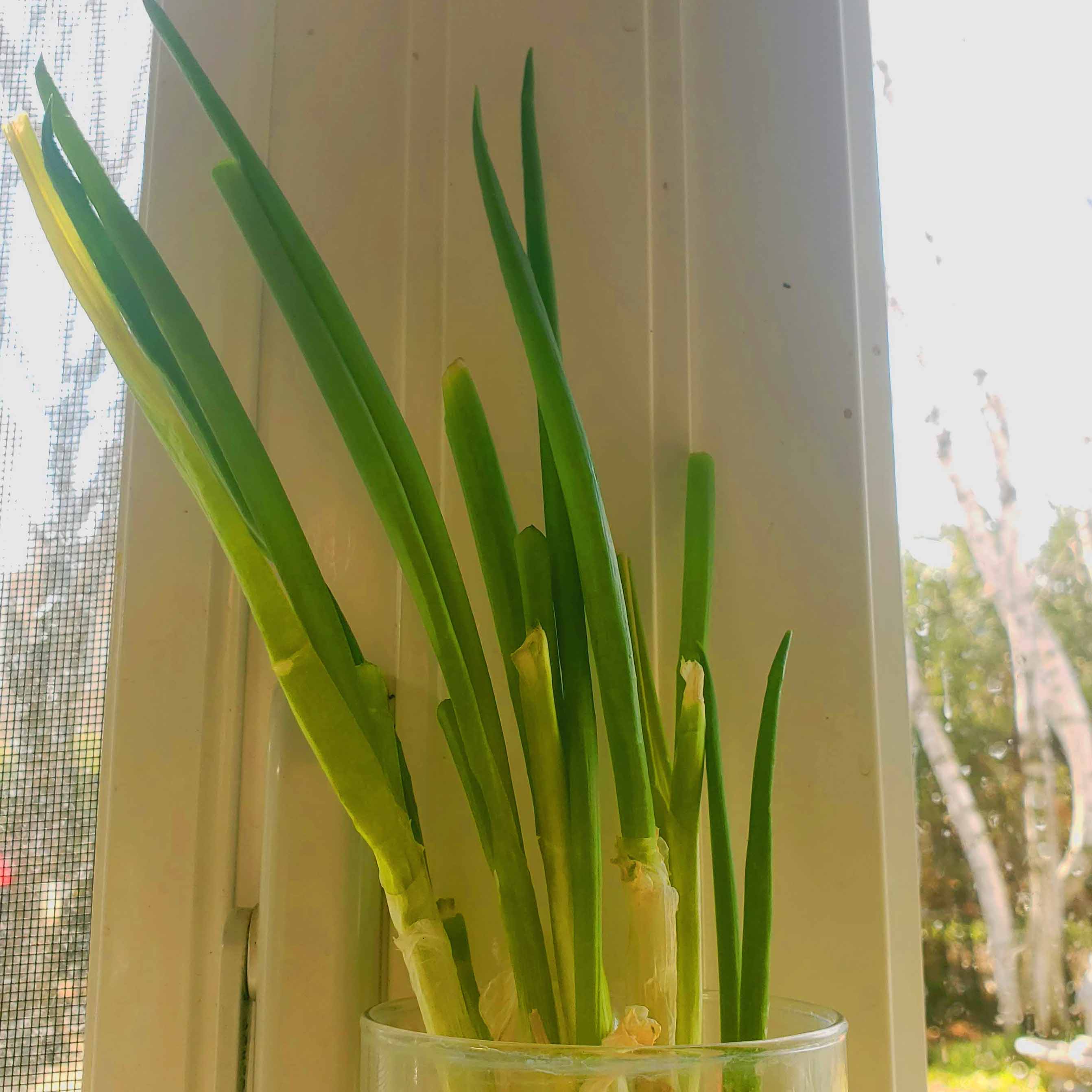 Image of green onions regrown in glass of water